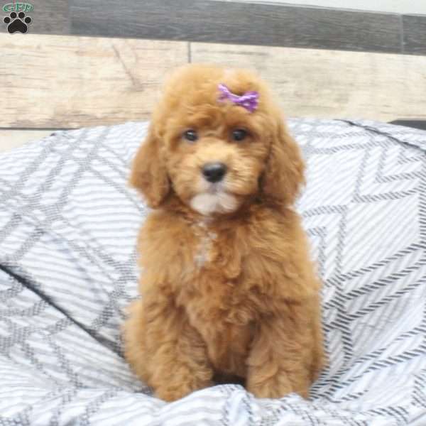 Raine, Mini Goldendoodle Puppy